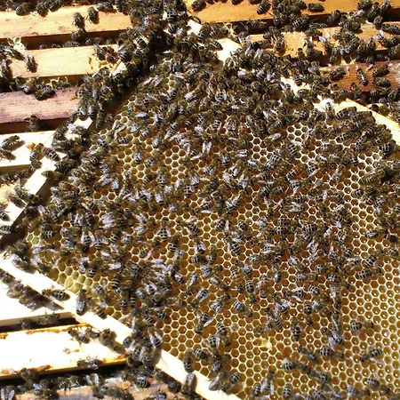 Bienenherz Апартаменты