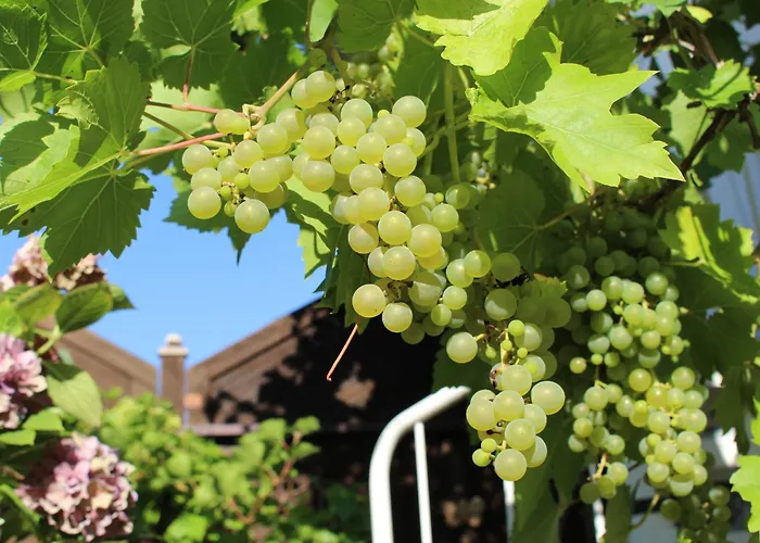 Apartmán Bienenherz *